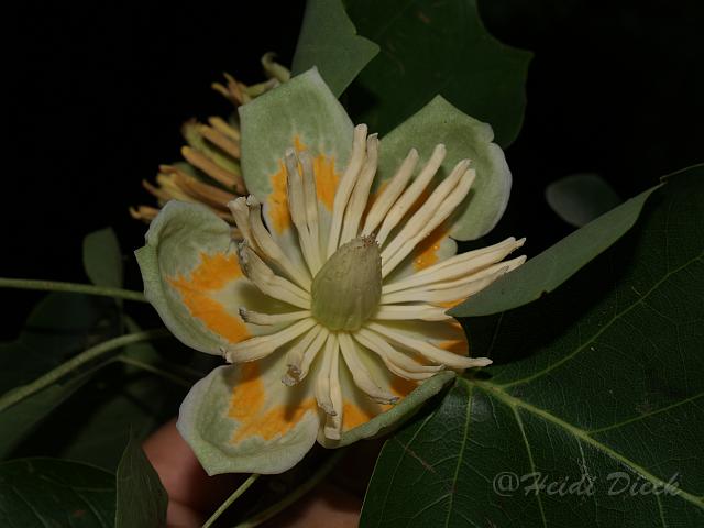 Liriodendron tulipifera.JPG